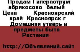 Продам Гипераструм абрикосово -белый › Цена ­ 39 - Красноярский край, Красноярск г. Домашняя утварь и предметы быта » Растения   